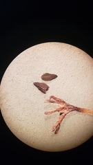 Plagiobothrys stipitatus micranthus