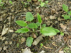Hieracium sylvularum