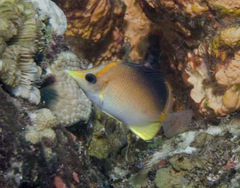 Prognathodes aculeatus