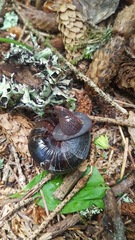 Monadenia