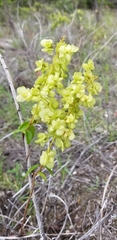 Mascagnia brittonii