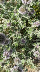 Marrubium supinum