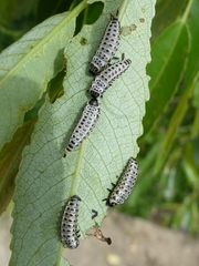 Chrysomela vigintipunctata