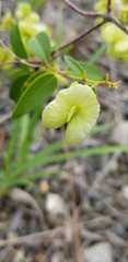 Mascagnia brittonii