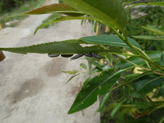 Chrysomela vigintipunctata