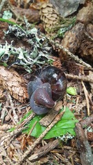 Monadenia