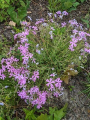 Phlox nivalis