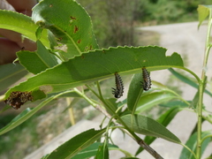 Chrysomela vigintipunctata