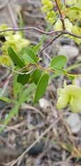 Mascagnia brittonii
