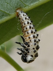 Chrysomela vigintipunctata