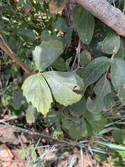 Rhoicissus tridentata