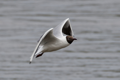 Chroicocephalus ridibundus