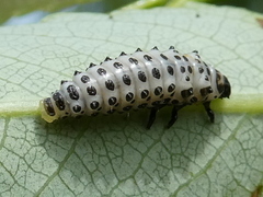 Chrysomela vigintipunctata