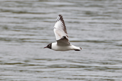 Chroicocephalus ridibundus