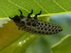 Chrysomela vigintipunctata