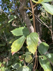 Rhoicissus tridentata