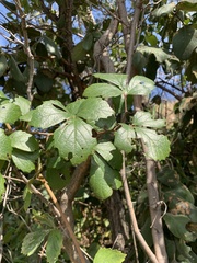 Rhoicissus tridentata