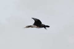 Phalacrocorax carbo