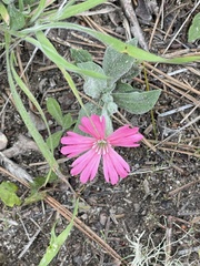 Silene hookeri