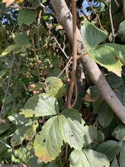 Rhoicissus tridentata