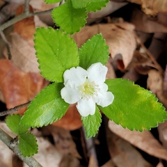 Crataegus uniflora