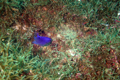 Stegastes rectifraenum