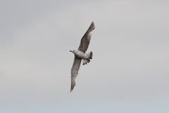 Larus