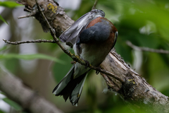 Fringilla coelebs