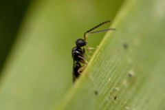 Ceraphronoidea