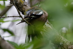 Fringilla coelebs