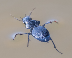 Cyclotrachelus
