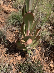 Kalanchoe thyrsiflora