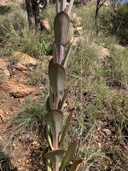 Kalanchoe thyrsiflora