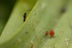 Ceraphronoidea