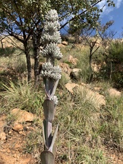 Kalanchoe thyrsiflora