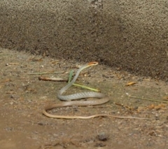 Chironius quadricarinatus