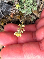 Alyssum montanum gmelinii