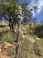 Kalanchoe thyrsiflora