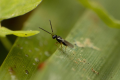 Ceraphronoidea