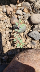 Euphorbia ocellata ocellata