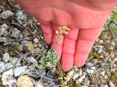 Alyssum montanum gmelinii