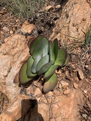 Kalanchoe