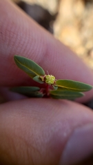 Euphorbia ocellata ocellata