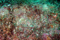 Crocodilichthys gracilis