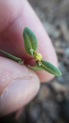Euphorbia ocellata ocellata