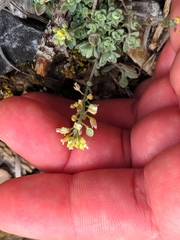 Alyssum montanum gmelinii