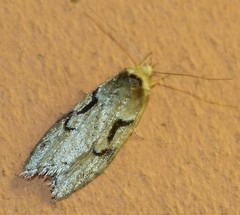 Semioscopis steinkellneriana