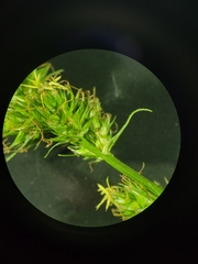 Carex aggregata