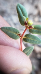 Euphorbia ocellata ocellata