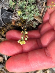 Alyssum montanum gmelinii